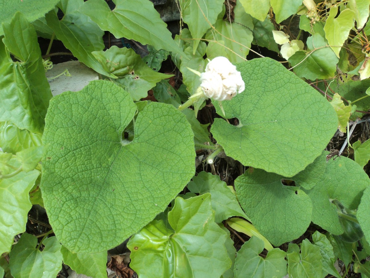 Trichosanthes scabra Lour.